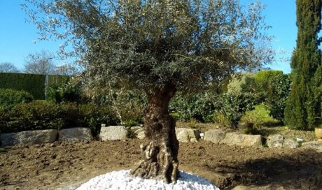 Plantation d'un olivier à Locoal-Mendon